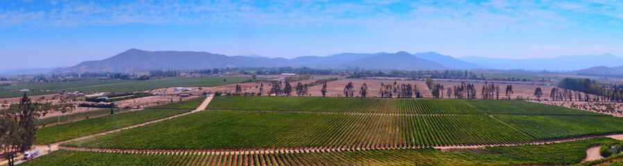 Fototapeta na wymiar Valley of Vineyards in Chile panoramic view