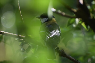 Birdy 3 © Patrycja