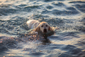 dog labrador on the seashore at sunset