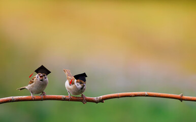 Two little funny sparrow birds are sitting in the spring garden in the student hats of the...