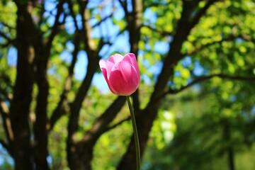Lonely red tulip flower on the background of green tree trunks
