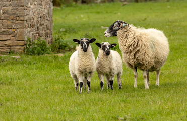Swaledale ewe, a female sheep, with her two well grown mule lambs  stood in green meadow in Springtime.  Yorkshire Dales, UK.  No people.  Horizontal.  Space for copy.
