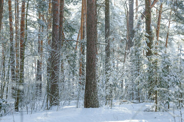 winter landscape on a sunny day