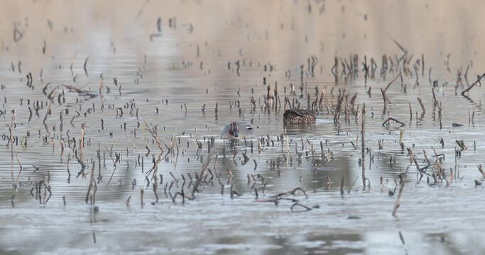 couple de sarcelle d'hiver (Anas crecca) se nourrissant dans l'eau et la glace