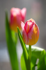 Fototapeta premium two tulips against light blurred background on a sunny day.