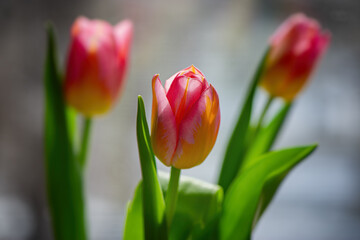 Fototapeta premium three tulips against light blurred background on a sunny day.
