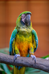 The Dominican green-and-yellow macaw