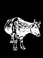 Vector drawing of cow standing isolated on black background, cattle	
