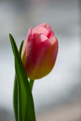 Obraz premium pink tulip on a blurred light background on a sunny day, close-up.