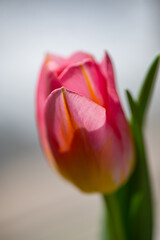Pink tulip on a light background on a sunny day, close-up.