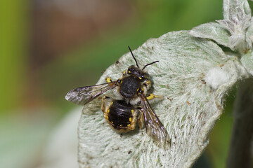 European wool carder bee (Anthidium manicatum) family Megachilidae, the leaf-cutter bees or mason bees on a hairy leaf of lamb's-ear or woolly hedgenettle. June, Netherlands 