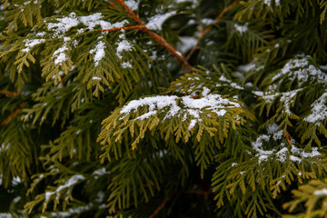 Coniferous branches lightly covered with snow.