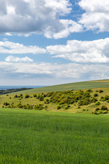 Fototapeta premium Green Crops Growing in the South Downs in Summer