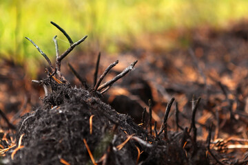 Forest after the fire, burnt grass and bushes.