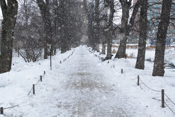 Park alley in winter. The trees are covered with snow. Walks in the open air.