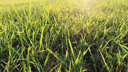 green uncut grass on a sunny lawn in the golden evening hour illuminated by soft sunlight, summer mood and the feeling of a warm wind over a living earth, eco background with sunny grass blades