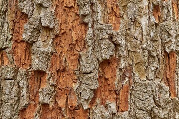 Close up of tree bark