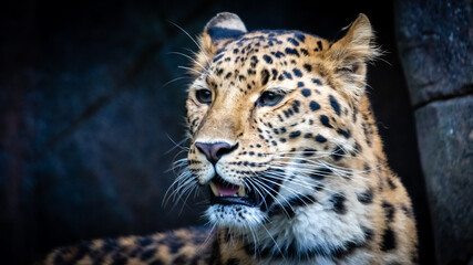 big cat close up shot