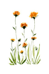 dandelions in watercolor on a white background