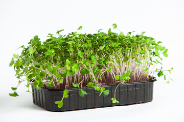 Organic raw green food. Different types of micro green dill sprouts. Vegan salad from microgreens.