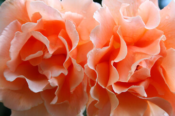 close up of two roses