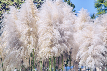 Cortaderia selloana, Pampas grass Large fluffy spikelets of white and silver-white color