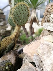 alpine slide and flower stone bed with cacti and succulents on a sunny summer day. floral wallpaper