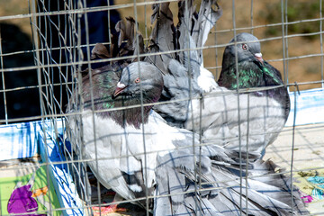 Pigeons are sitting in a makeshift cage. Birds at the exhibition and sale of pigeons. Selling birds