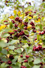 red berries on a branch