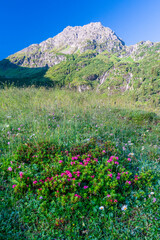 Sommerurlaub in den Bergen, 