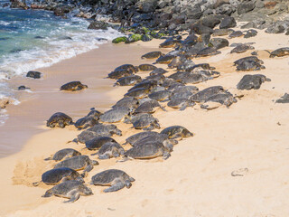 Hawaii, Maui, Hookipa, Green sea turtles hauling up onto sandy beach