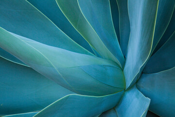 USA, Hawaii, Maui, Kula, agave plant design - Powered by Adobe