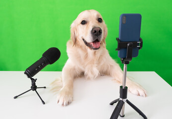 Blogger's dog sits on a green background with a microphone and a telephone. Golden Retriever is streaming live on social media