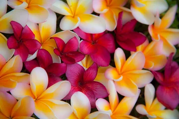 Gordijnen USA, Hawaii, Maui, Kapalua colorful plumeria fallen blooms © Danita Delimont