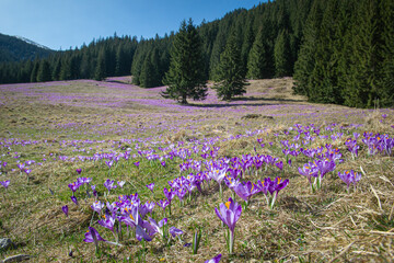 Krokusy, Dolina Chochołowska, Wiosna, Tatry © pracowniaimago.pl