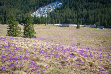 Krokusy, Dolina Chochołowska, Wiosna, Tatry © pracowniaimago.pl