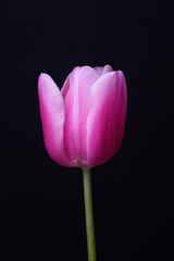 Bouquet of three pink tulips on long thin legs on a black background