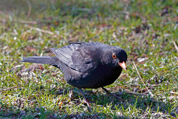 Eine Amsel auf Futtersuche im Gras