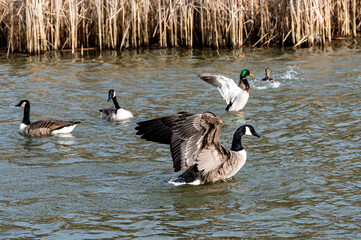 Canada goose and mallard duck stretching and flapping wings