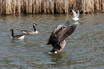 Canada goose and mallard duck stretching and flapping wings