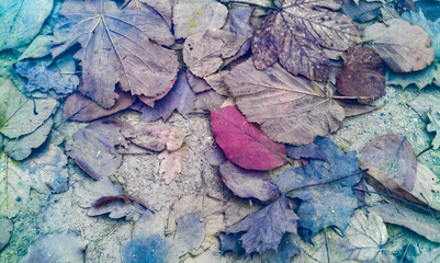 leafes below dirty frozen water