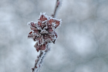 Eisblüte