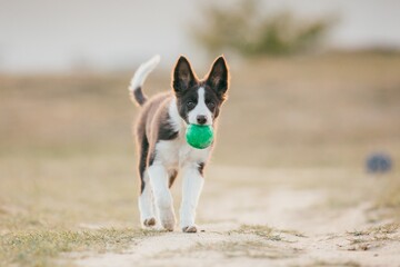 Beautiful border collie puppy enjoying sunset outdoors. 