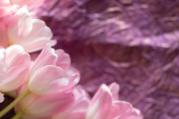Many pink tulips lie on the table on a paper lilac background. copyspace