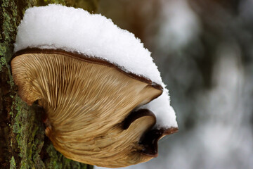 Pilz mit Schnee
