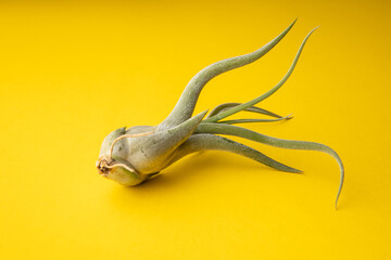 A lush green Tillandsia air plant on a yellow background.