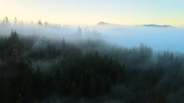 View from above of vibrant landscape of foggy woods with pine trees covering mountain hills at sunrise.
