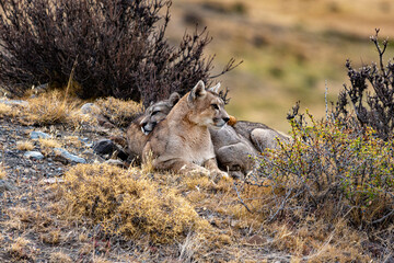 Cachorros de Puma retozando
