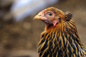 Huhn