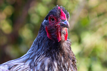 Huhn im grünen Garten